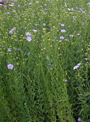 A field of flax plants.