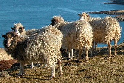 A primitive breed of sheep in full fleece.